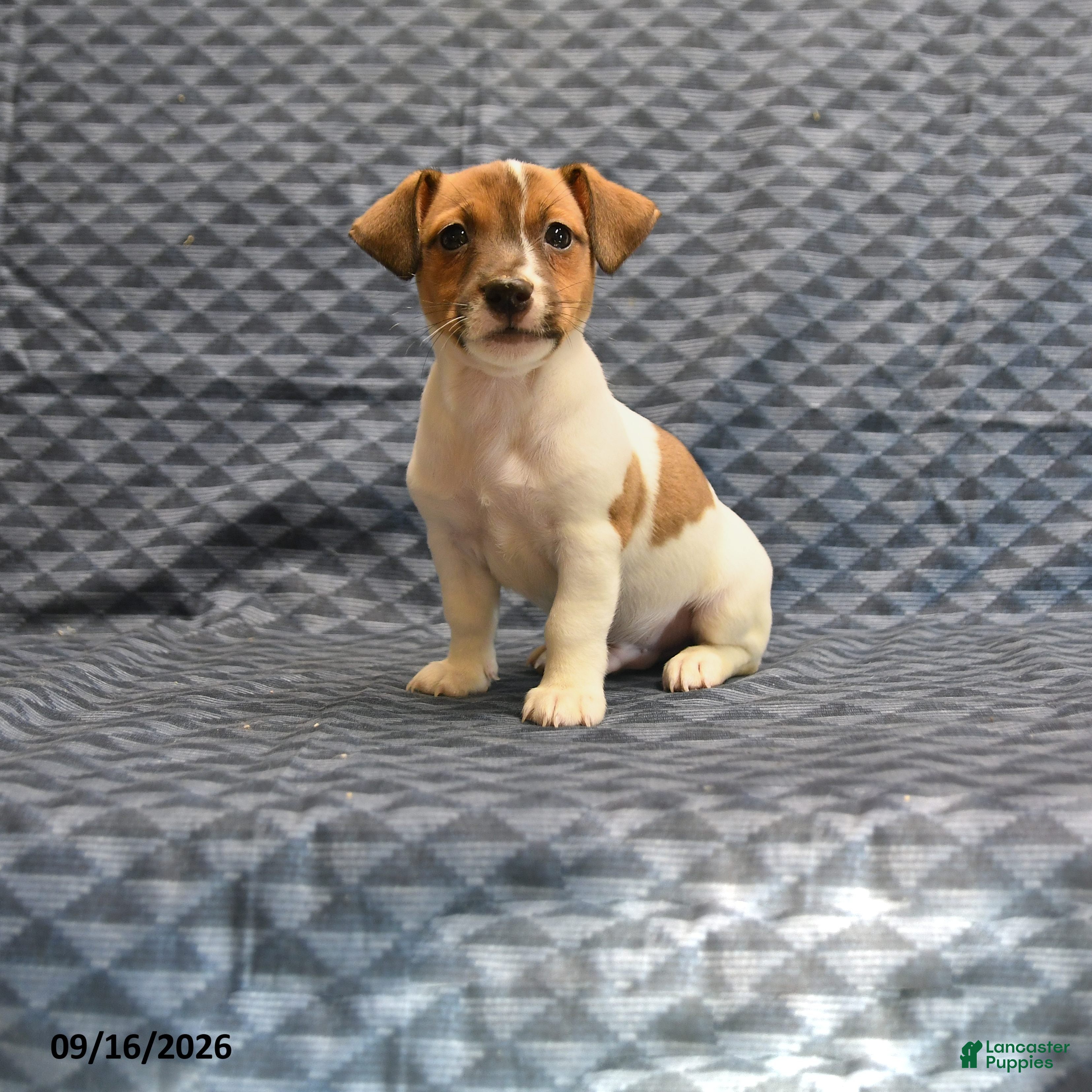 Jack Russell Terrier dogs Riley - Ad 1