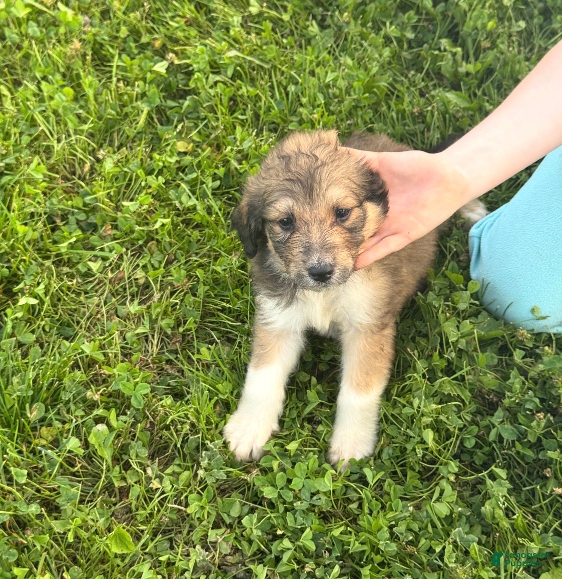 Aussiedoodle dogs Aussiedoodle Puppy 4 - Ad 28