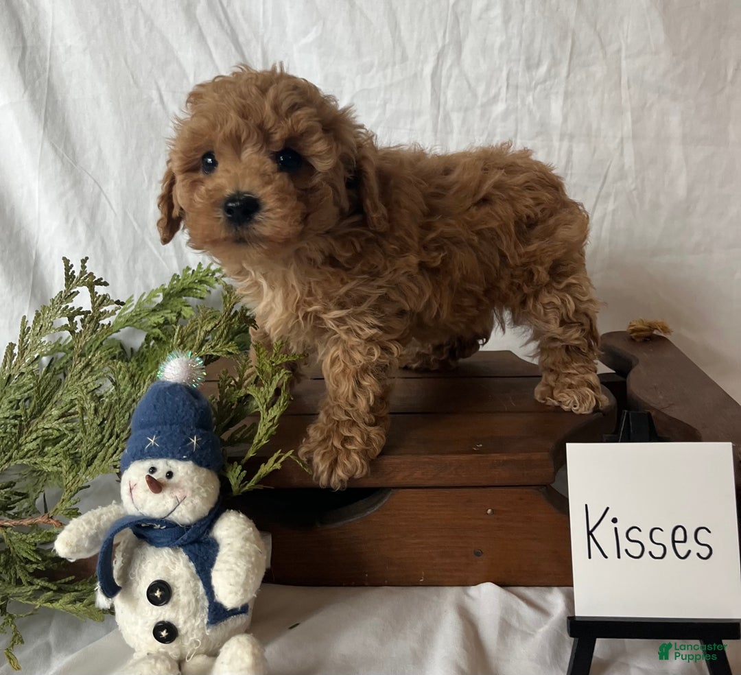 Maltipoo dogs for sale: Kisses - Ad 3