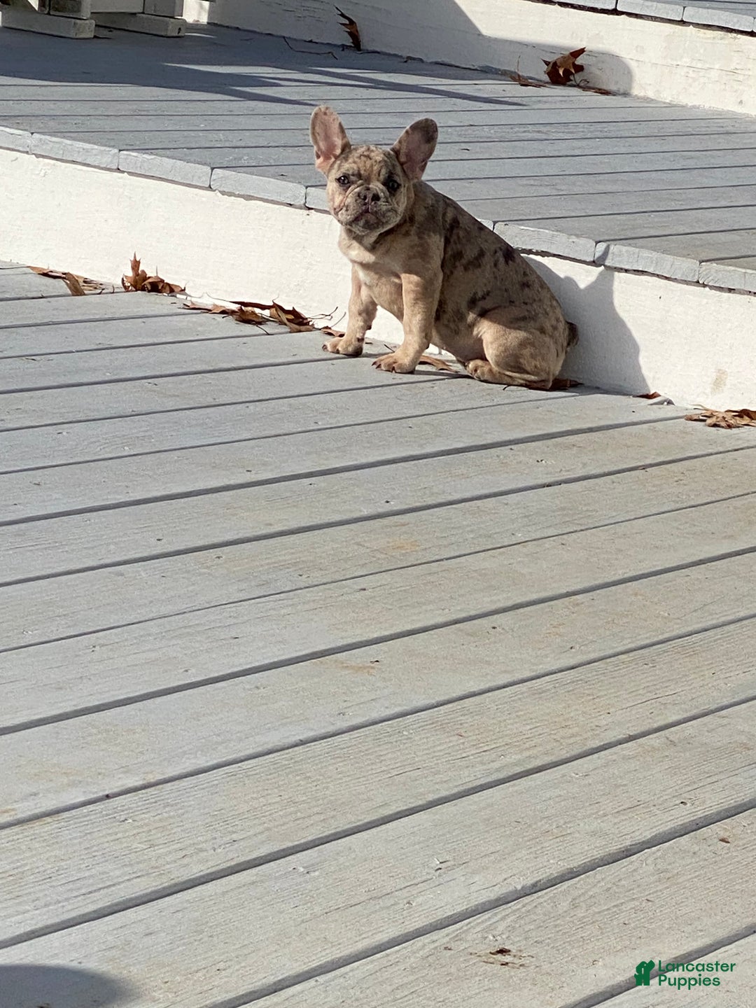 French Bulldog dogs for sale: French Bulldog Puppy 3 - Ad 1