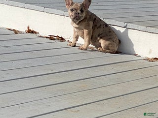 French Bulldog dogs French Bulldog Puppy 3 - Ad 15