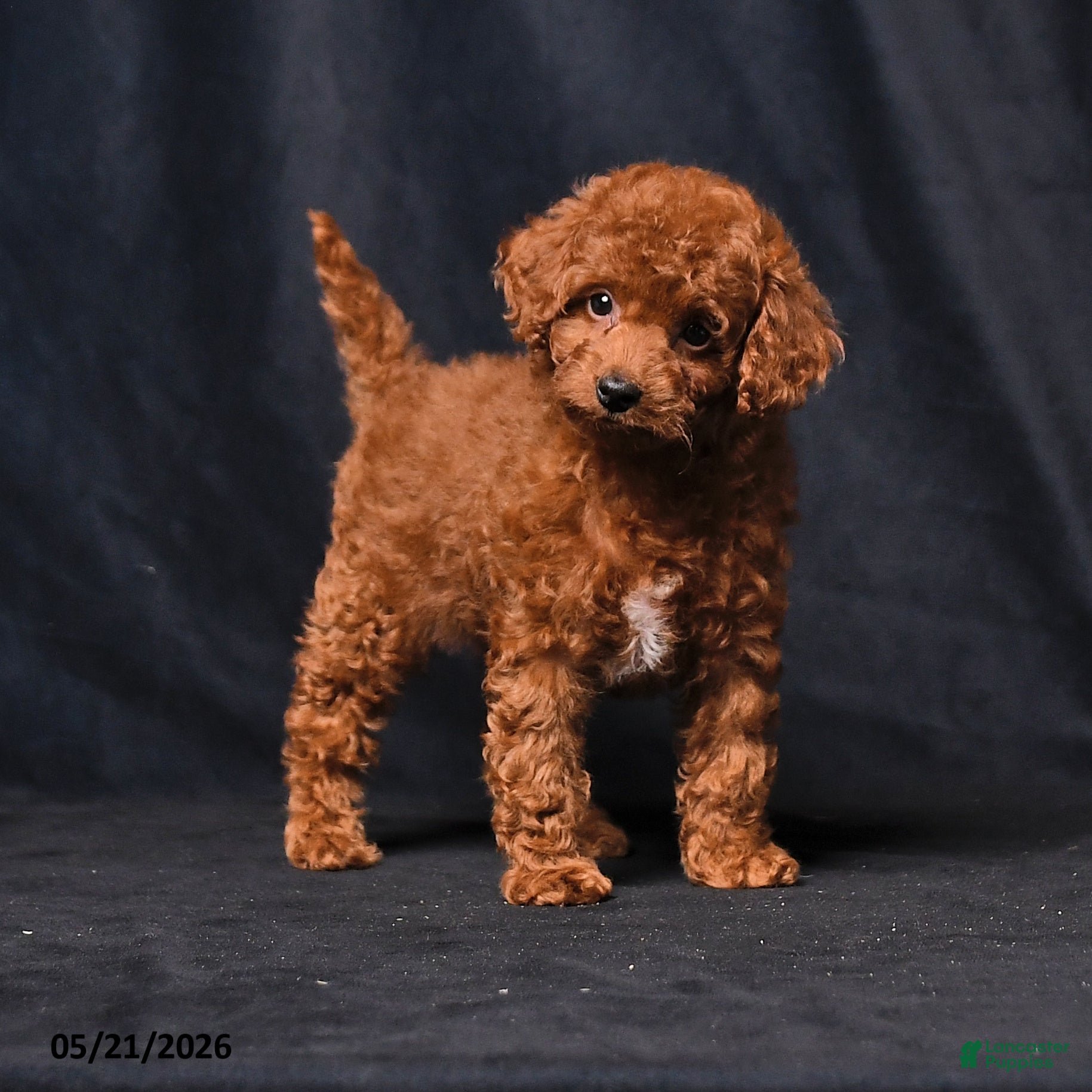 Toy Poodle dogs April - Ad 1