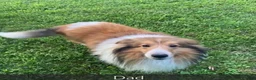 Shetland Sheepdog dogs for sale: Shetland Sheepdog Puppy 1 - Ad 16