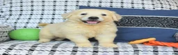 Golden Retriever dogs for sale: Theo - Ad 3