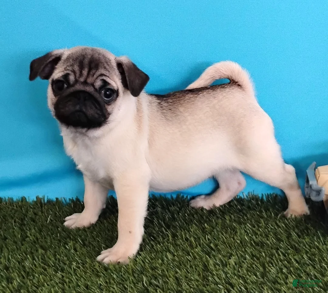 Pug dogs for sale: Pablo - Ad 1