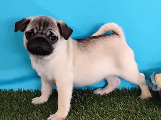 Pug dogs Pablo - Ad 22