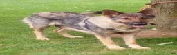 German Shepherd dogs for sale: Pippa - Ad 10