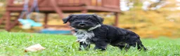 Miniature Schnauzer dogs for sale: Jude - Ad 5