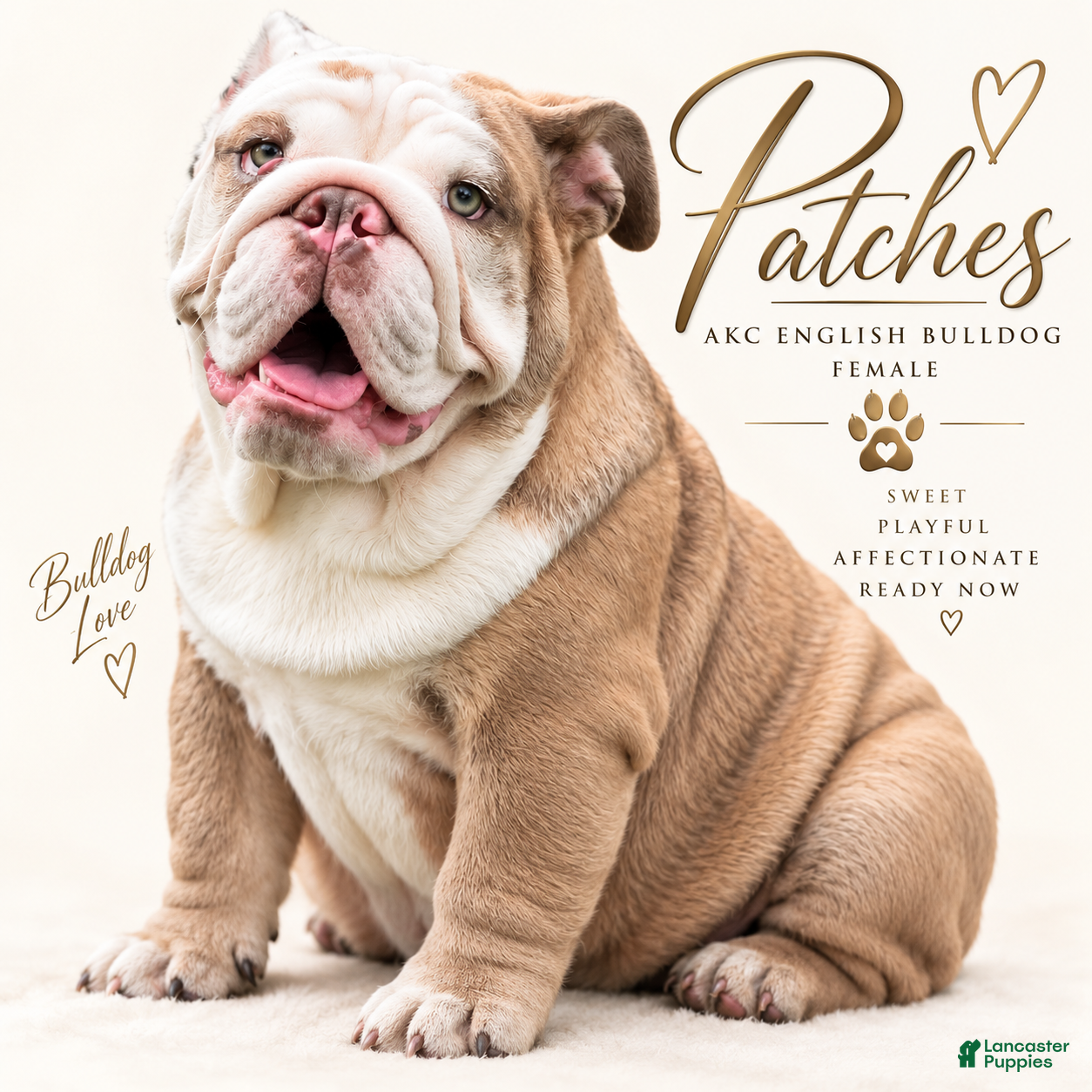 English Bulldog dogs Patches - Ad 2