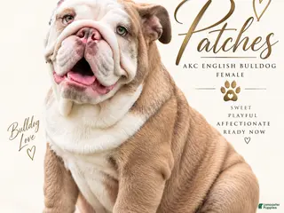 English Bulldog dogs Patches-Full AKC - Ad 4