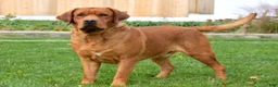 Labrador Retriever dogs for sale: Maggie - Ad 4
