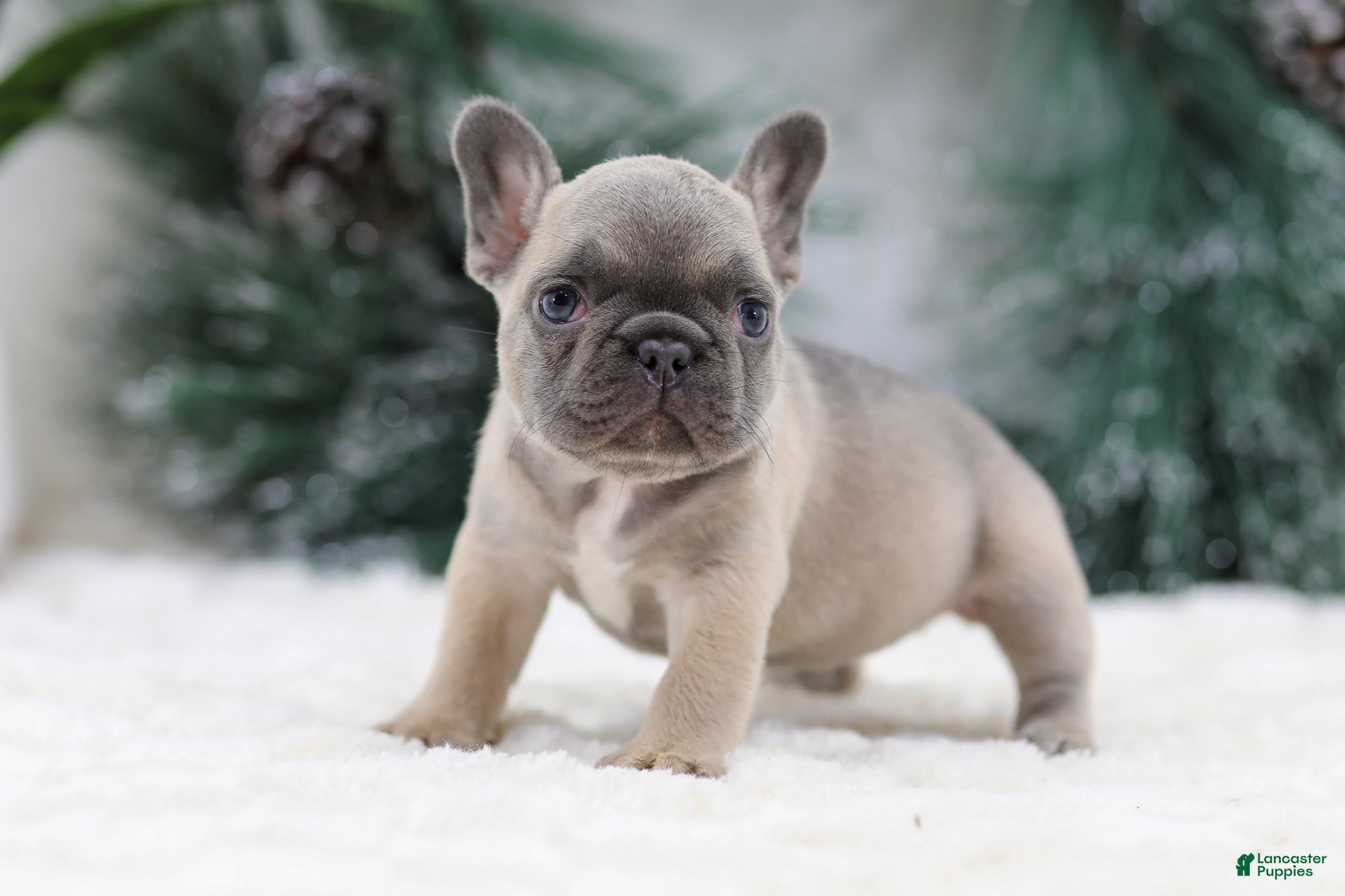 French Bulldog dogs Hariot - Ad 8