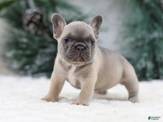 French Bulldog dogs Hariot - Ad 14