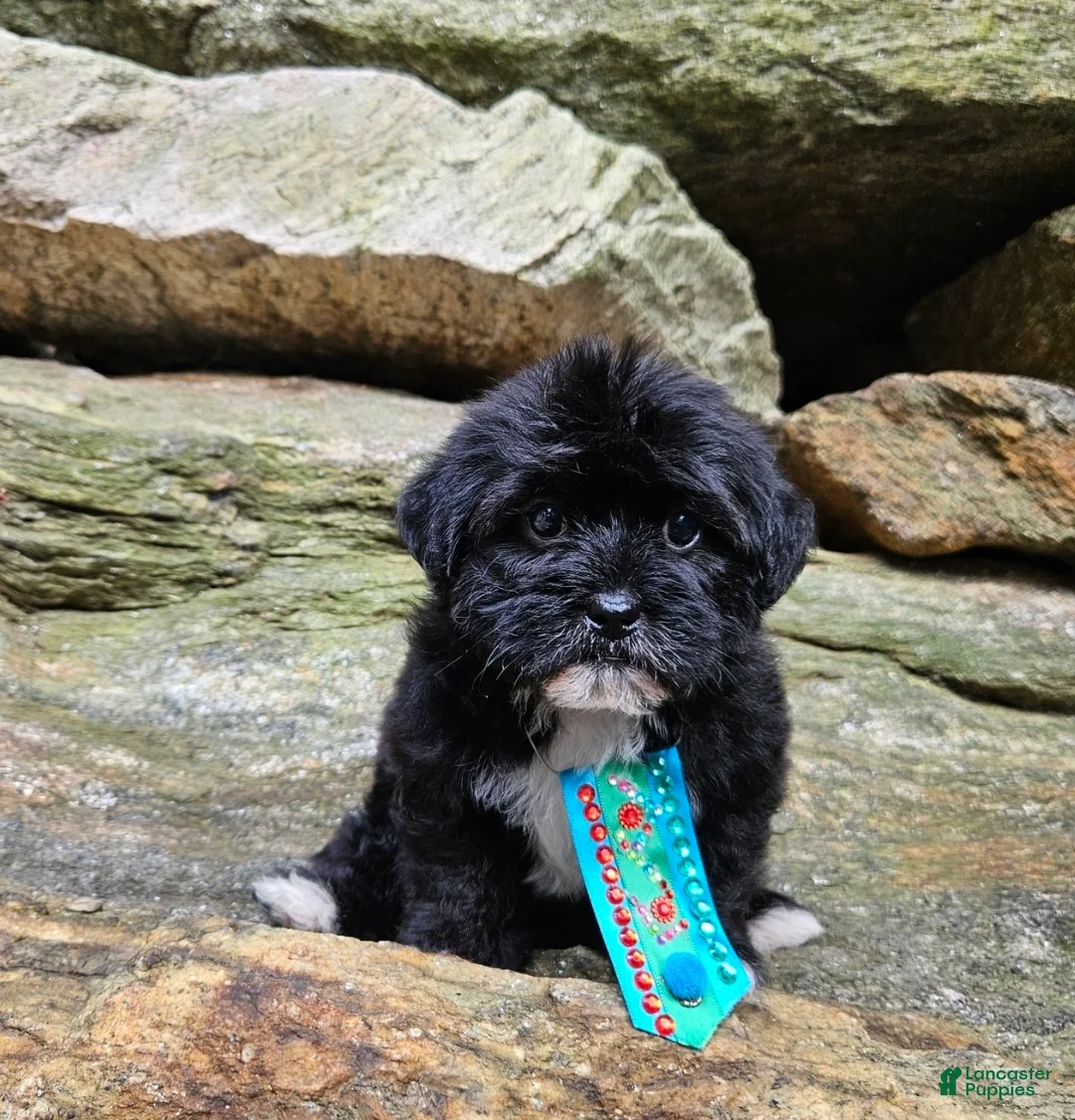 Shihpoo dogs for sale: Snoop - Ad 2