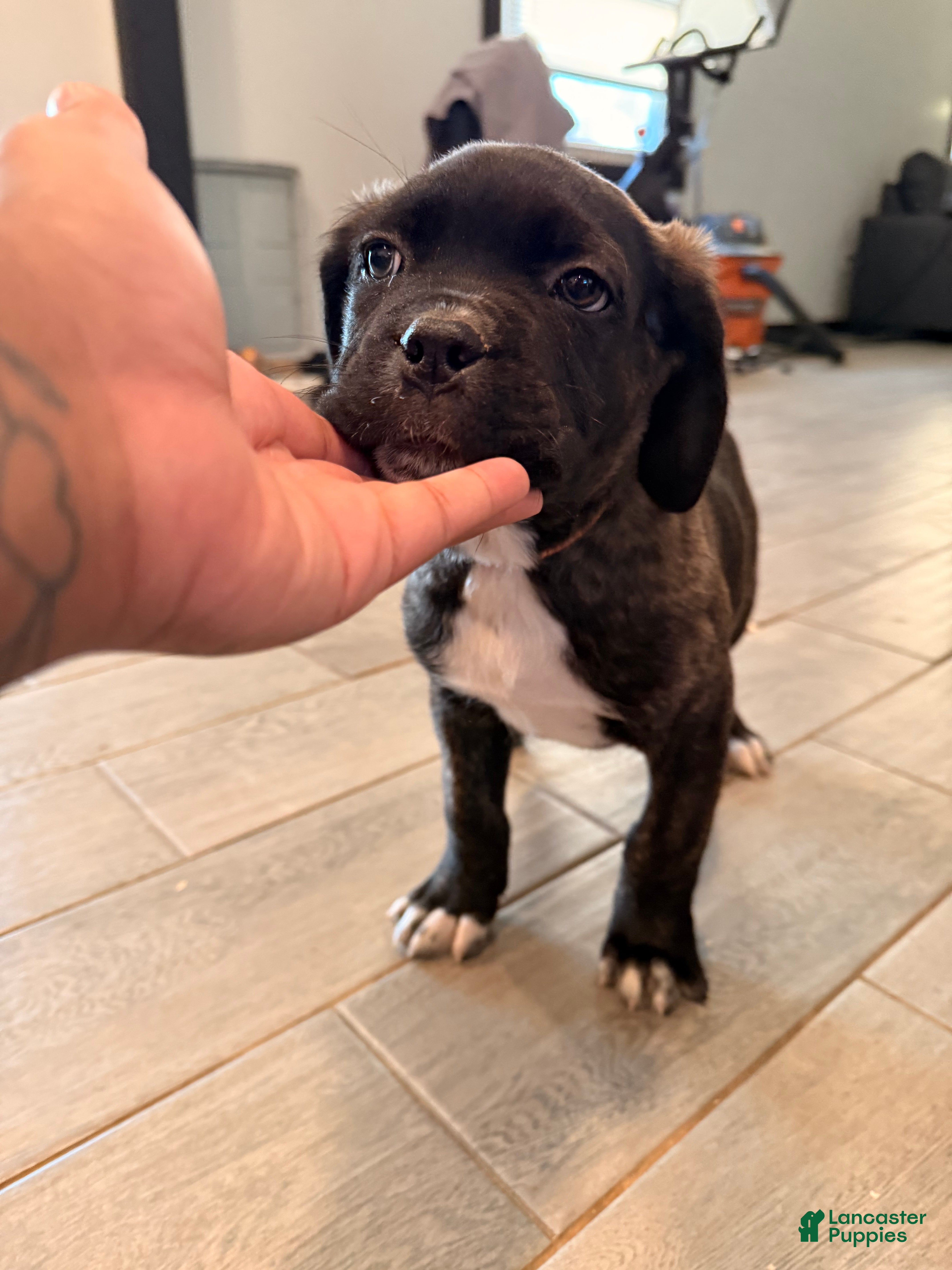 Cane Corso dogs olly (orange) - Ad 3