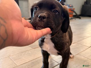 Cane Corso dogs olly (orange) - Ad 38