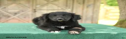 Mixed Breed dogs for sale: Sophia - Ad 4