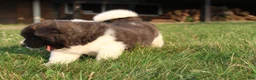 Akita dogs for sale: Akita 2 - Ad 3