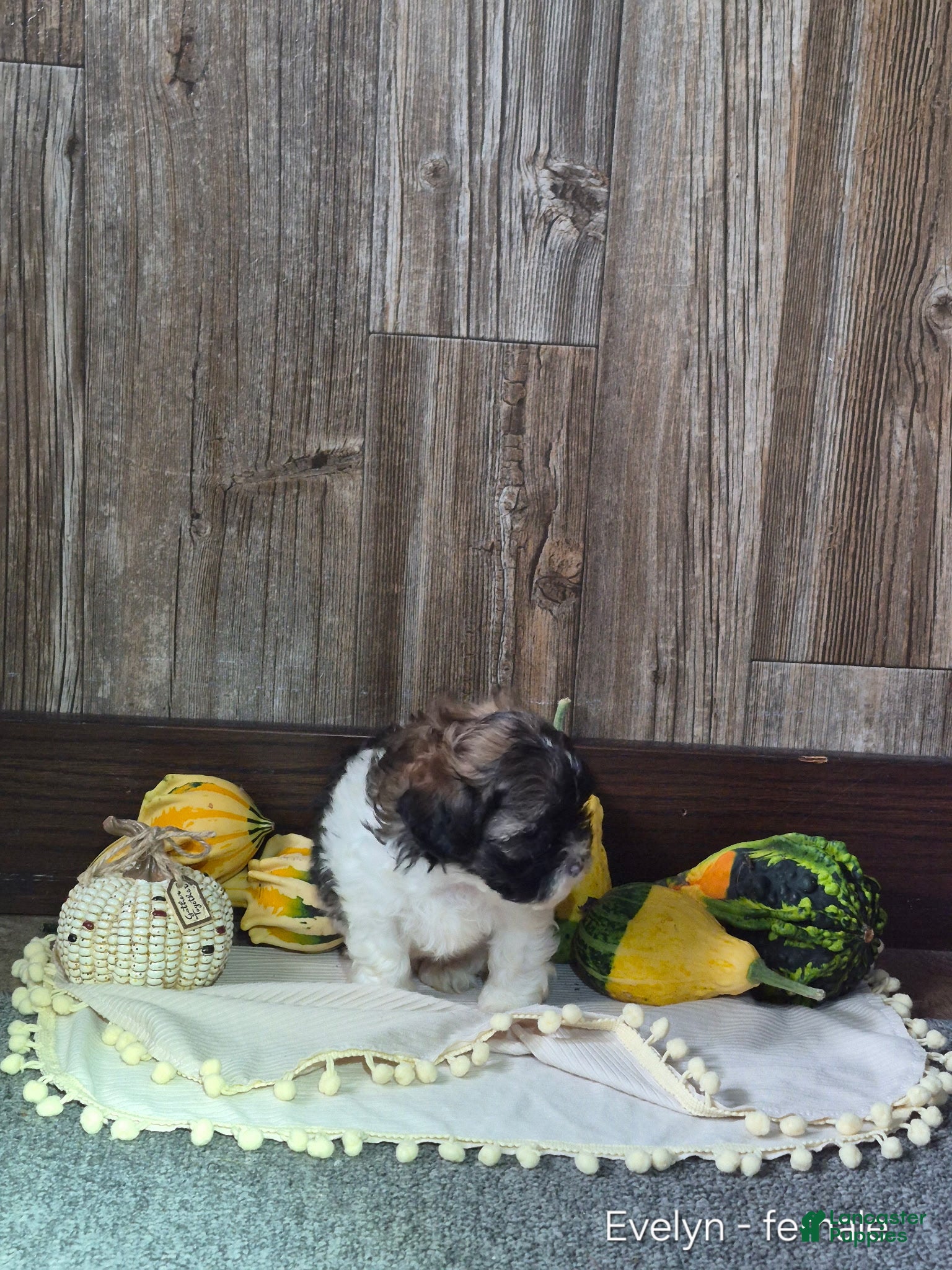 Shihpoo dogs Evelyn - Ad 2