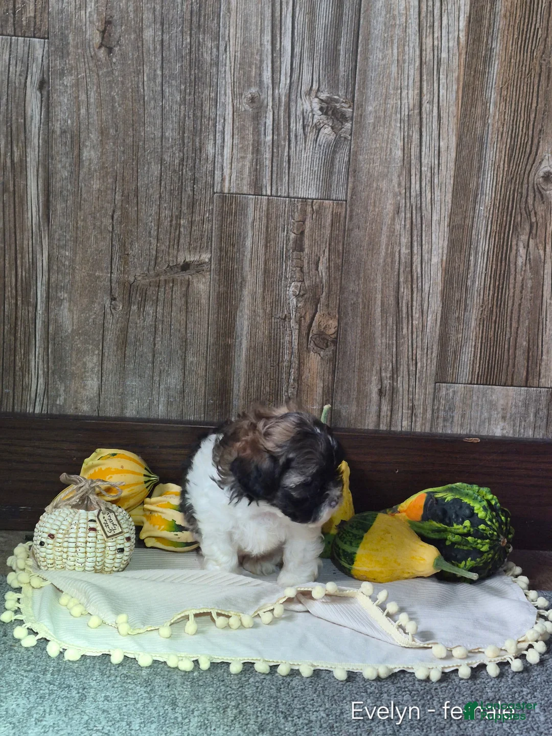 Shihpoo dogs for sale: Evelyn - Ad 2
