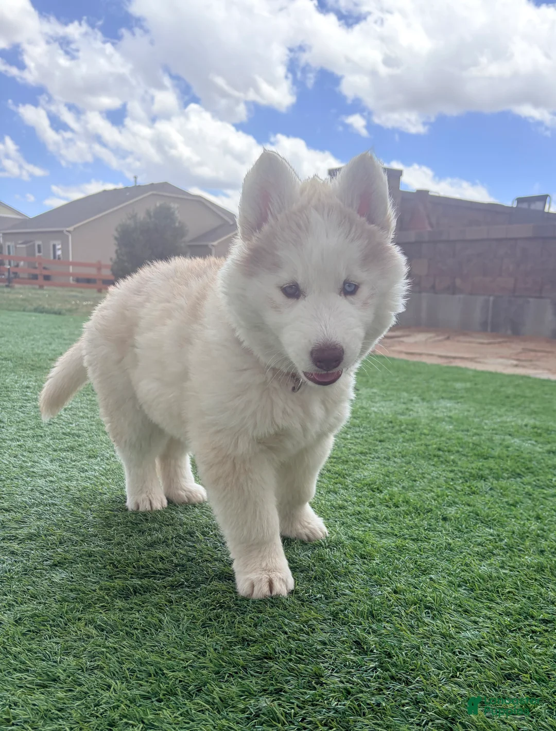 Siberian Husky dogs for sale: Freya - Ad 1