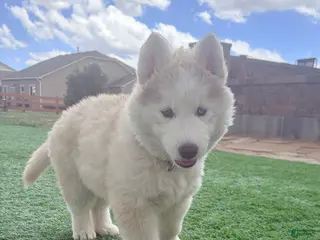 Siberian Husky dogs for sale: Freya - Ad 1