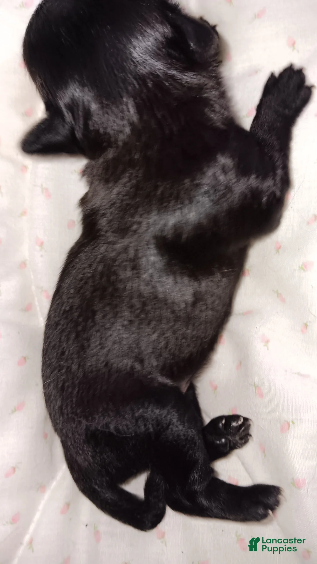 Chihuahua dogs for sale: Chihuahua 2 - Ad 1