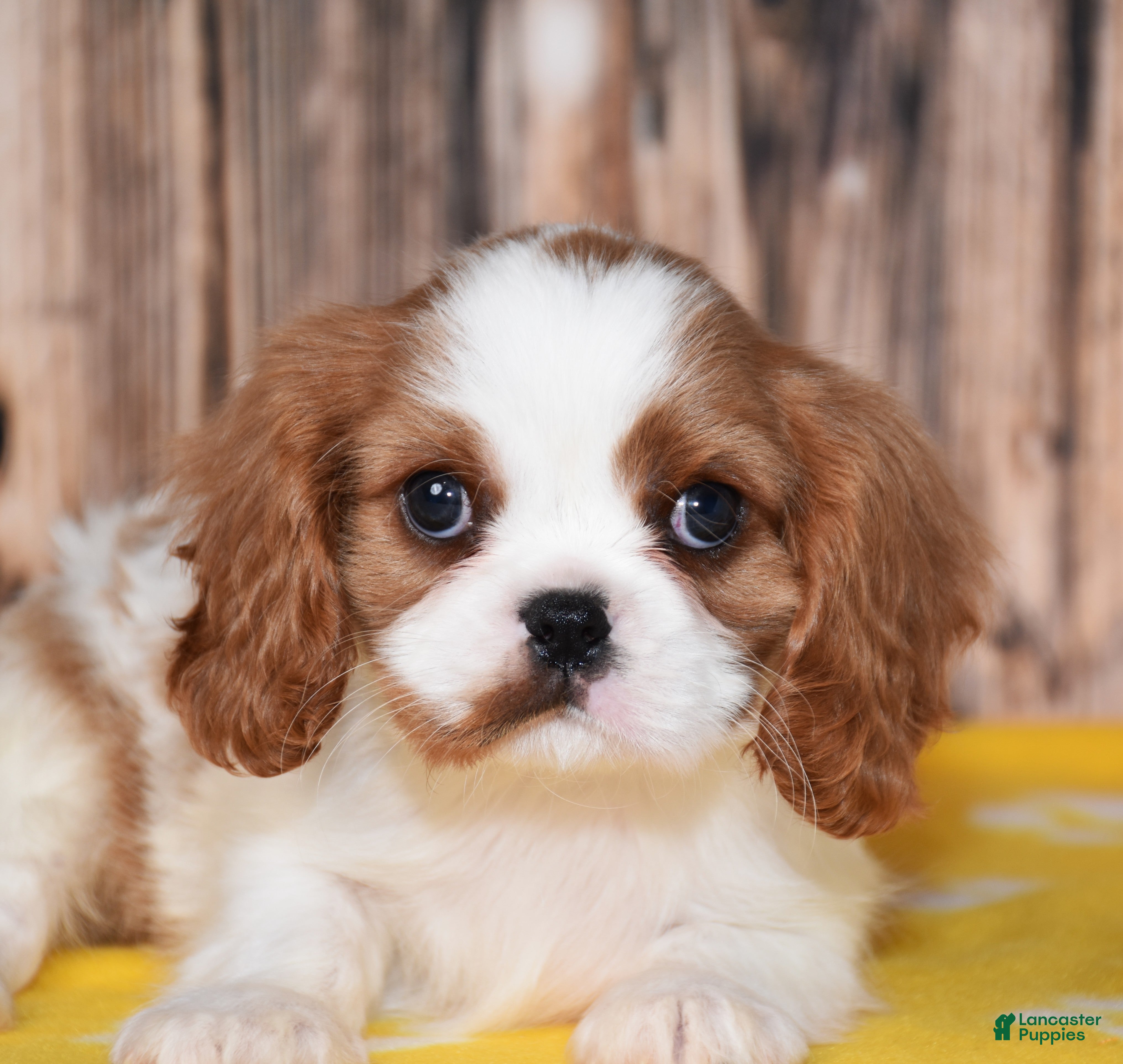 Cavalier King Charles Spaniel dogs for sale: Gizmo - Ad 2