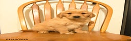 Golden Retriever dogs for sale: Bono - Ad 5
