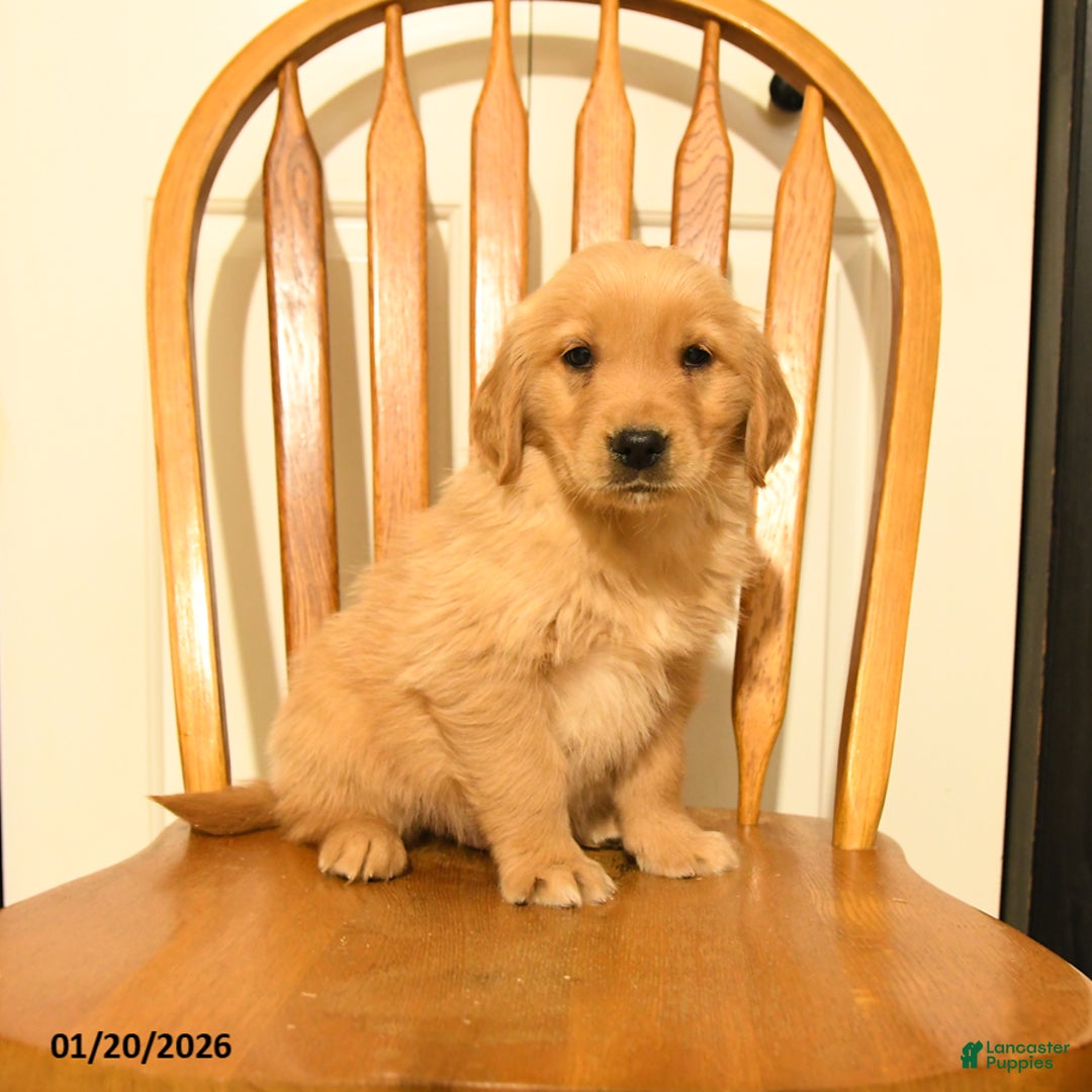 Golden Retriever dogs for sale: Bono - Ad 5