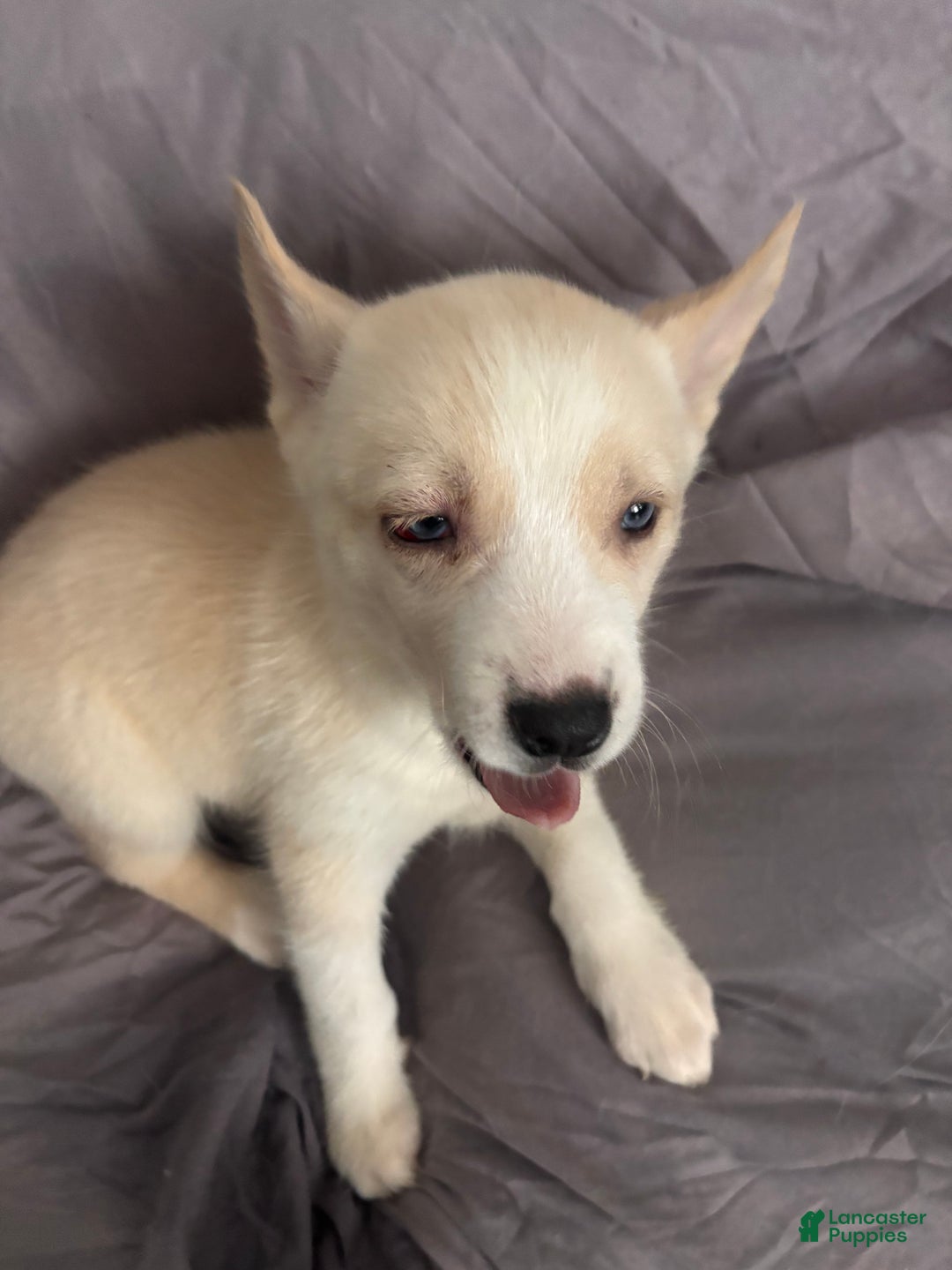 Pomsky dogs for sale: Biscuits  - Ad 3