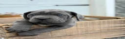 Cane Corso dogs for sale: Bianca - Ad 6