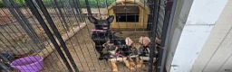German Shepherd dogs for sale: German Shepherd 3 - Ad 5