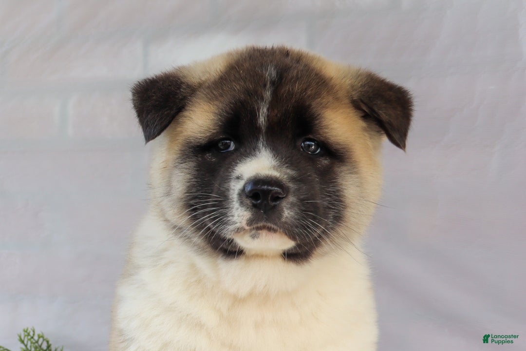 Akita dogs for sale: Trevor - Ad 38