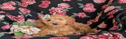 Mini Goldendoodle dogs for sale: Belinda Hypoallergenic - Ad 9
