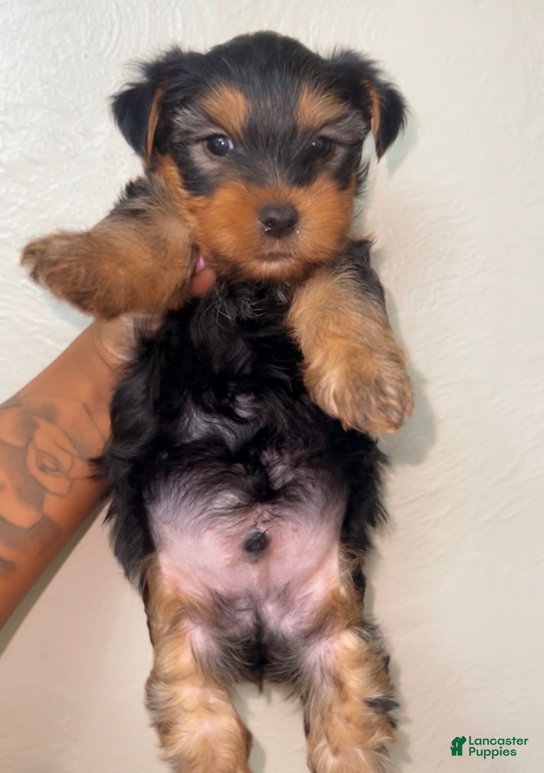 Yorkshire Terrier dogs for sale: Yorkshire Terrier Puppy 1 - Ad 1