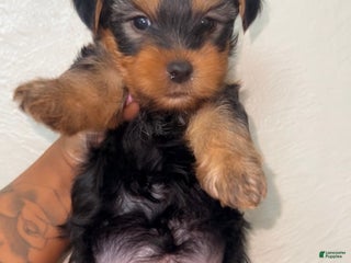 Yorkshire Terrier dogs Yorkshire Terrier Puppy 1 - Ad 4