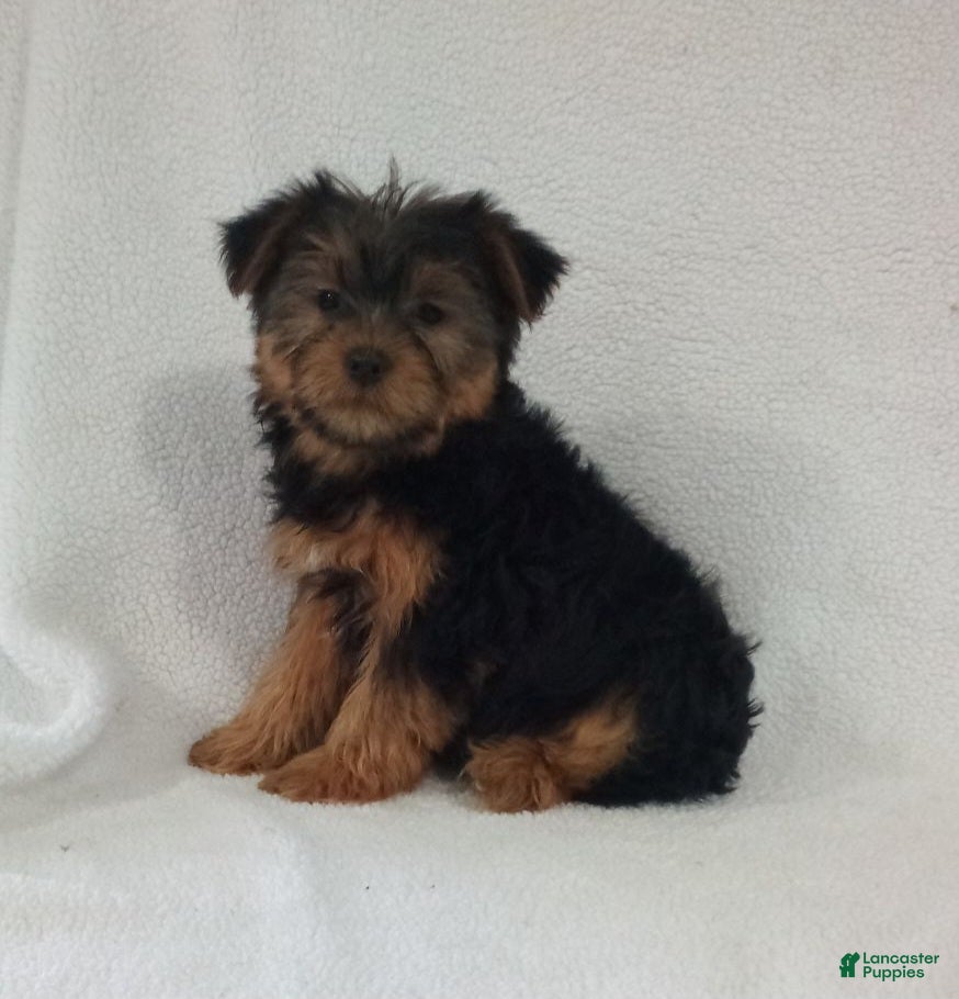 Yorkshire Terrier dogs Olaf - Ad 33