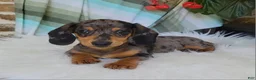 Miniature Dachshund dogs for sale: Trigger  - Ad 7