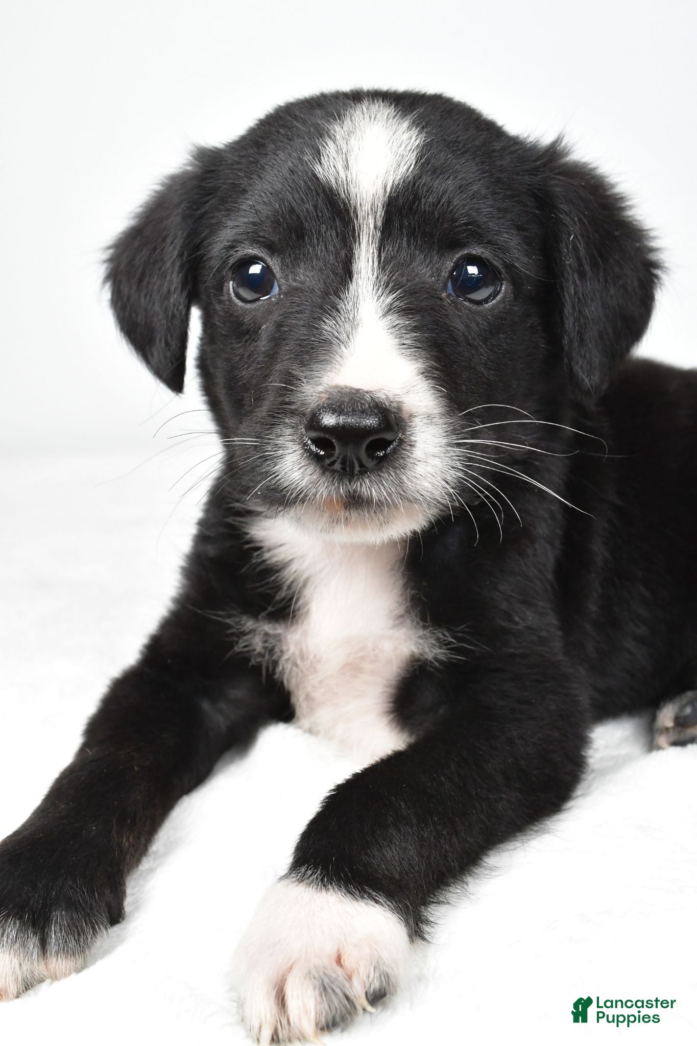 Mixed Breed dogs Shadow - Ad 2