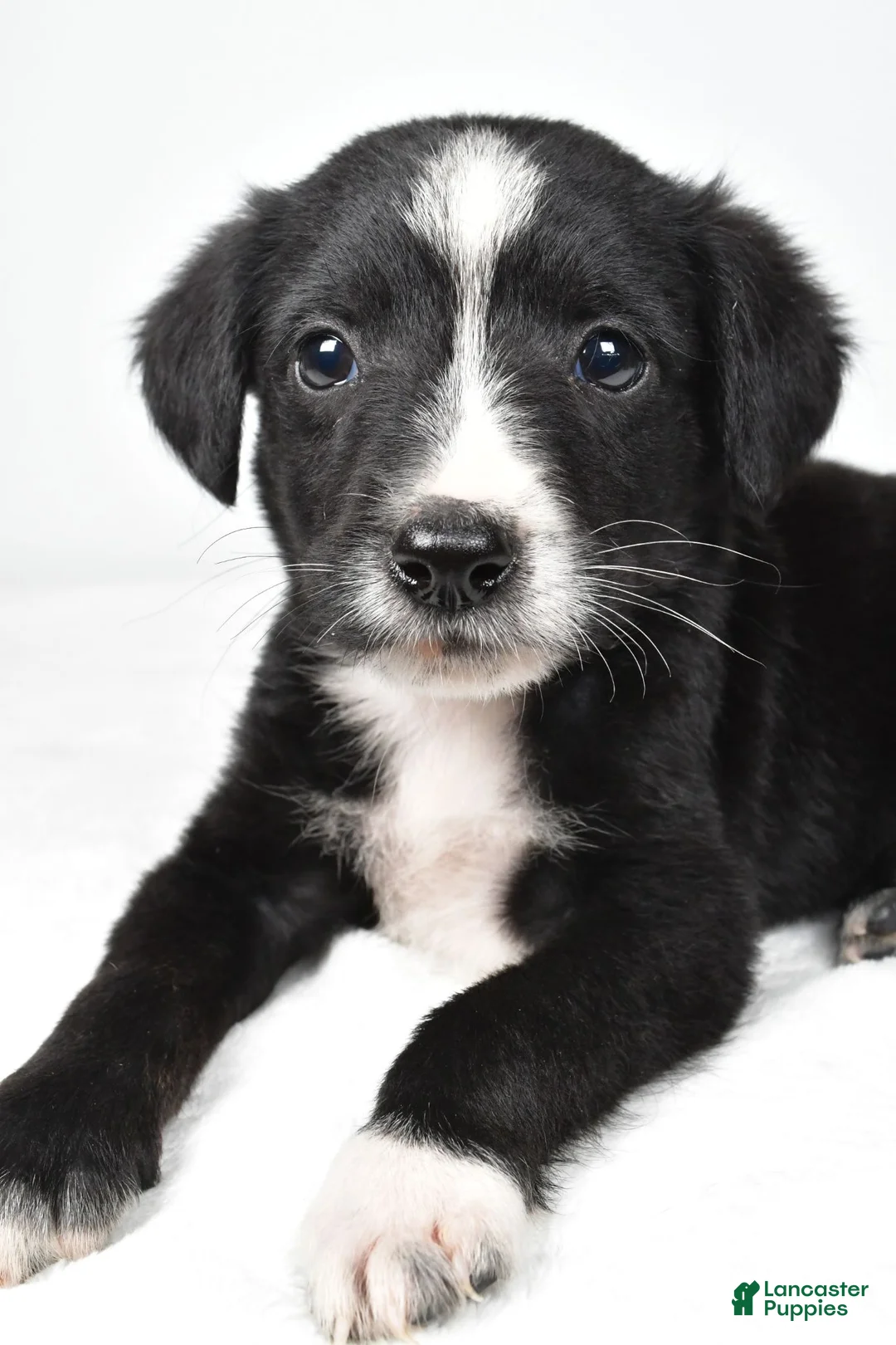 Mixed Breed dogs for sale: Shadow - Ad 2