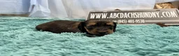 Miniature Dachshund dogs for sale: Uk English cream - Ad 5