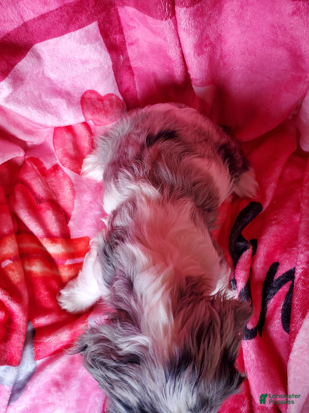 Cocker Spaniel dogs for sale: Harper - Ad 5