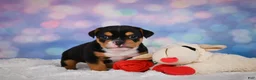 English Bulldog dogs for sale: Buddy - Ad 7