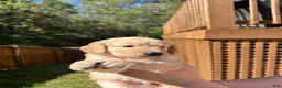 Golden Retriever dogs for sale: Golden Retriever Litter photos.  - Ad 3