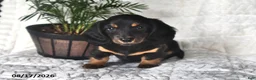 Miniature Dachshund dogs for sale: Twinkles - Ad 4