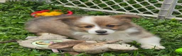 Welsh Corgi Pembroke dogs for sale: Dazzling Danny - Ad 11