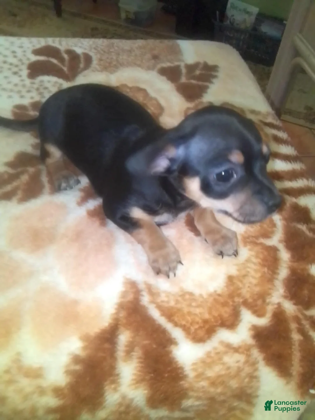 Mixed Breed dogs for sale: Mixed Breed 1 - Ad 2