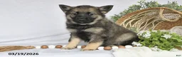 Norwegian Elkhound dogs for sale: Tonya - Ad 3
