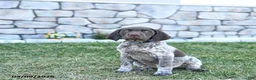 German Shorthaired Pointer dogs for sale: Kody - Ad 5